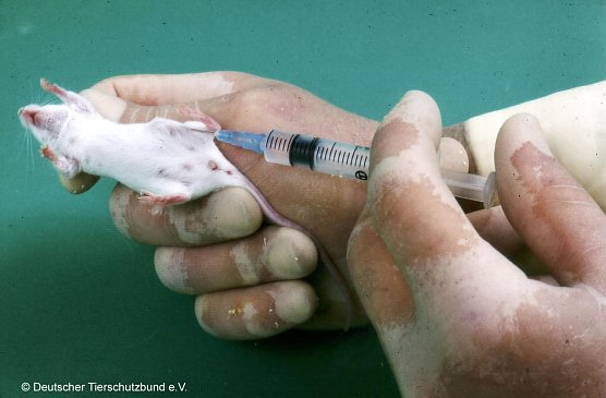 Maus im Tierversuch (Foto: Tierschutzbund Deutschland)