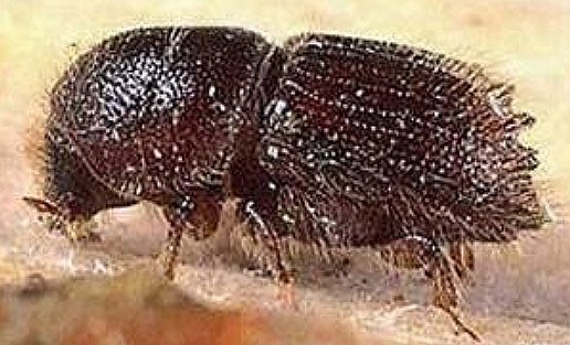 Buchdrucker (Foto: Forstamt Oldisleben)