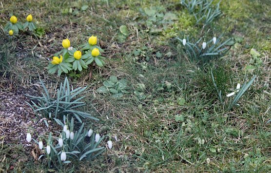 Der Frühling kommt? (Foto: Karl-Heinz Herrmann) Der Frühling kommt? (Foto: Karl-Heinz Herrmann)