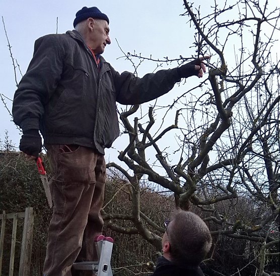 Fachberatung zum Obstbaumschnitt (Foto: Kreisverband)