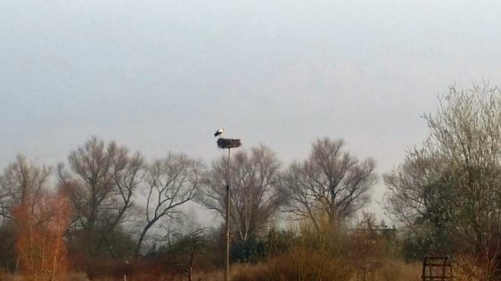 Anbau Nistk&auml;sten, Ankunft St&ouml;rche auf neuen Nestern (Foto: Susann Bartl)