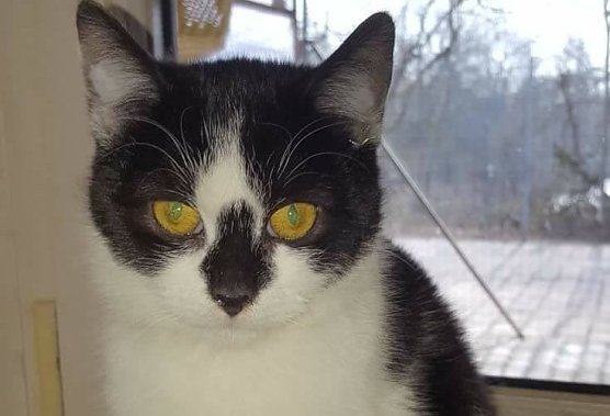 Uta (Foto: Tierheim Nordhausen)