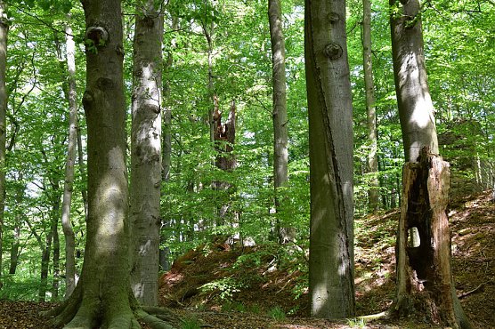 Wanderwege wieder frei begehbar (Foto: Hohe Schrecke)
