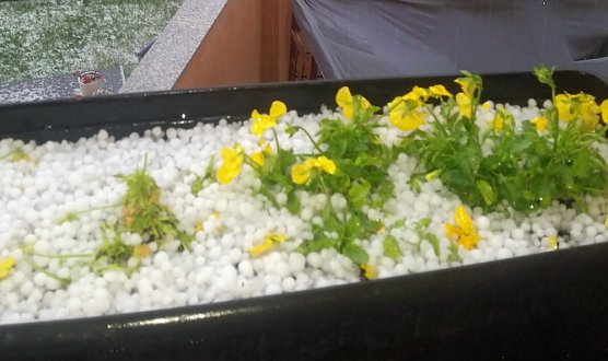 Hagel im Blumenkasten (Foto: Thomas Leipold)