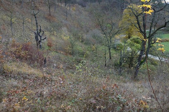 Landschaftspflegearbeiten in Rottleben erfolgreich abgeschlossen (Foto: LPV)