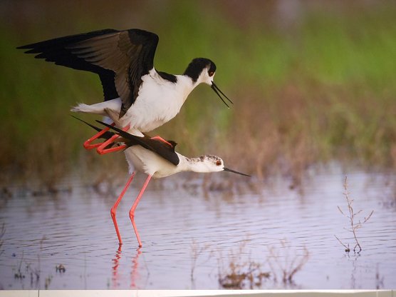 Wir haben zu Pfingsten geöffnet! (Foto: Regionalmuseum Bad Frankenhausen) Wir haben zu Pfingsten geöffnet! (Foto: Regionalmuseum Bad Frankenhausen)