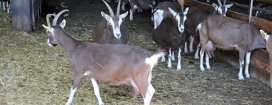 Massenansturm beim Hoffest in Greu&szlig;en (Foto: Karl-Heinz Herrmann)