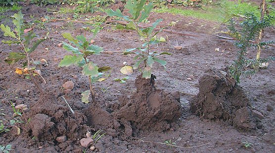 Junge B&auml;umchen &uuml;bergeben (Foto: Karl-Heinz Herrmann)