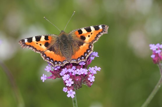 Kleiner Fuchs (Foto: Helge May) Kleiner Fuchs (Foto: Helge May)