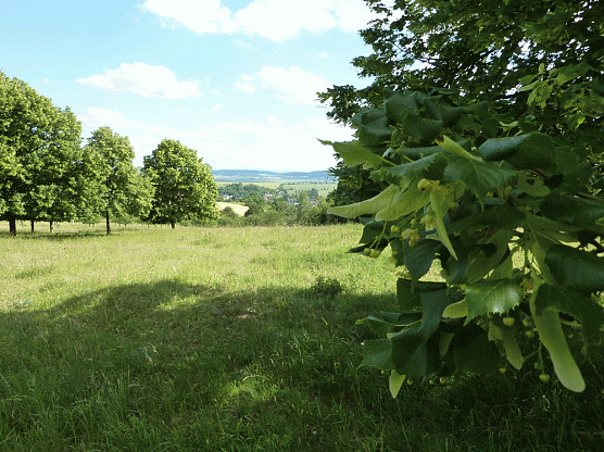 23. Lindenblütenfest startet am Abend (Foto: Kuchenbecker) 23. Lindenblütenfest startet am Abend (Foto: Kuchenbecker)