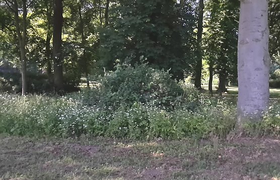 Insekten werden immer weniger (Foto: Karl-Heinz Herrmann) Insekten werden immer weniger (Foto: Karl-Heinz Herrmann)