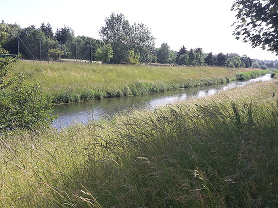 Insekten werden immer weniger (Foto: Karl-Heinz Herrmann) Insekten werden immer weniger (Foto: Karl-Heinz Herrmann)