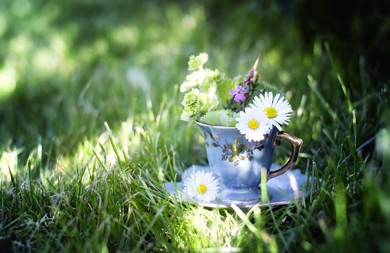 Abenteuer Wilde Küche und Monatsplan (Foto: Susanne Stadsermann) Abenteuer Wilde Küche und Monatsplan (Foto: Susanne Stadsermann)