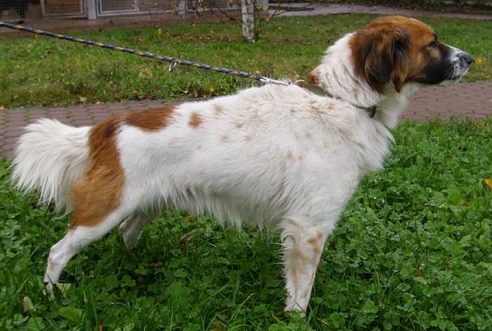 Kaspar (Foto: Tierheim Nordhausen)