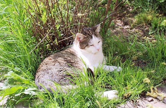 Katze (Foto: Karl-Heinz Herrmann)