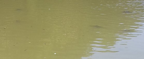 Teichbel&uuml;ftung k&ouml;nnte helfen? (Foto: Karl-Heinz Herrmann)