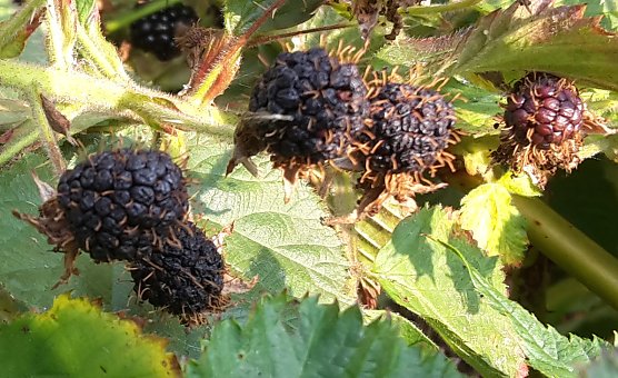 So eine Trockenheit hatte ich noch nie (Foto: privat)