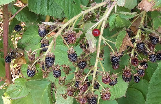 So eine Trockenheit hatte ich noch nie (Foto: privat)