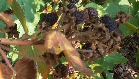 So eine Trockenheit hatte ich noch nie (Foto: privat)