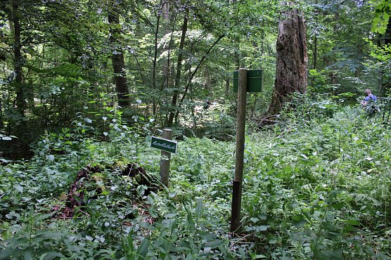 Einweihungsfeier am Standort der Mutterblutbuche (Foto: Karl-Heinz Herrmann)