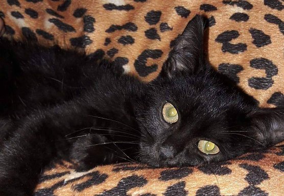 Hannes (Foto: Tierheim Nordhausen)