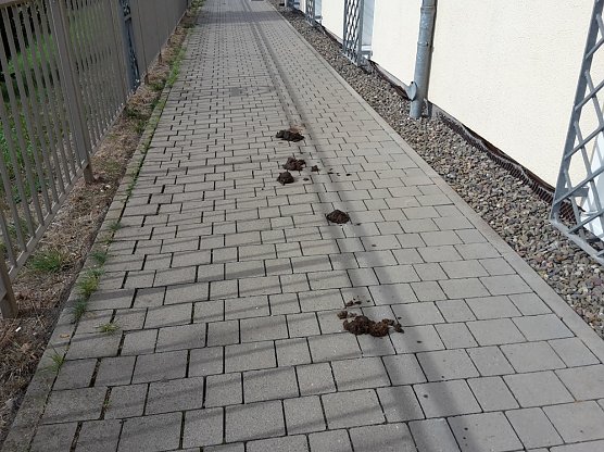 Von &Auml;pfeln und Pferde&auml;pfeln (Foto: Karl-Heinz Herrmann)