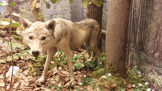 Herbstferien im Regionalmuseum Teil 2 (Foto: Regionalmuseum Bad Frankenhausen) Herbstferien im Regionalmuseum Teil 2 (Foto: Regionalmuseum Bad Frankenhausen)