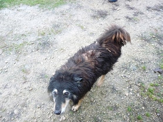 Tibor (Foto: Karl-Heinz Herrmann)
