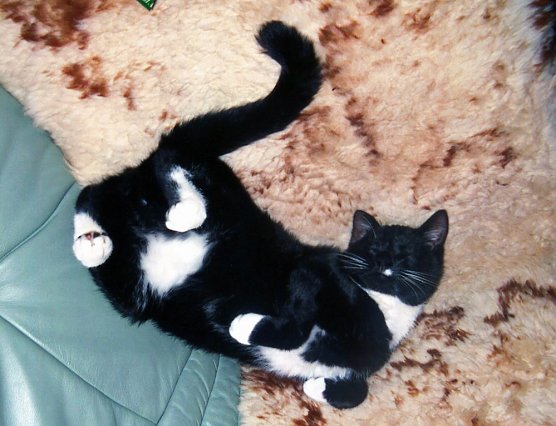 Wer hat Charly gesehen? (Foto: privat) Wer hat Charly gesehen? (Foto: privat)