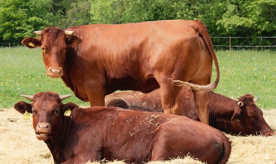 Rinder mit Klasse - statt Rinder in Masse (Foto: Geraldine R&ouml;diger)