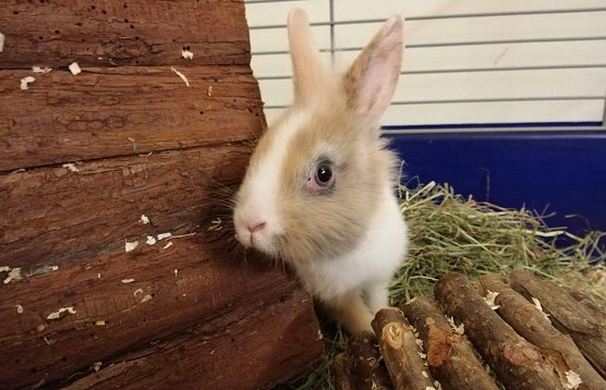 Das ist Fox (Foto: Tierheim Nordhausen)