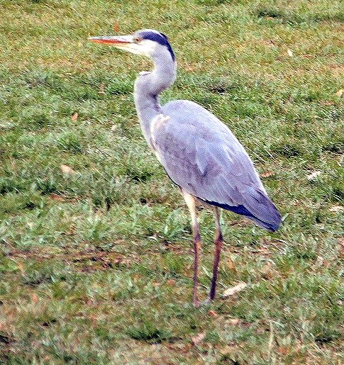 Graureiher auf Abwegen (Foto: Peter Zimmer)