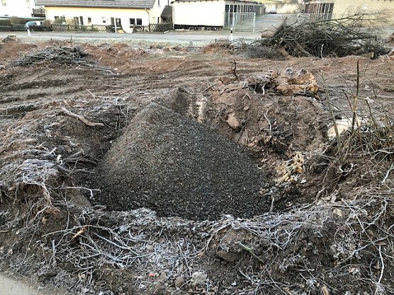 Thema Baumrodungen in Sondershausen (Foto: privat)
