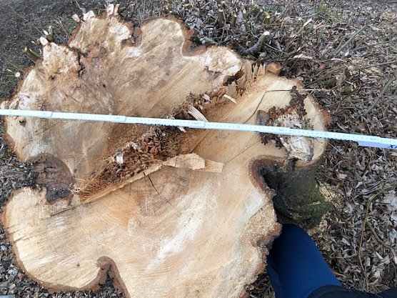 Thema Baumrodungen in Sondershausen (Foto: privat)