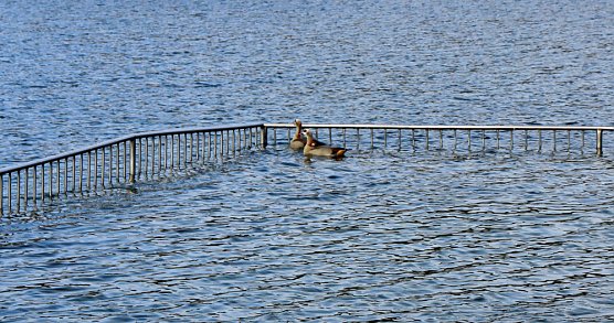 Natur und Schwimmen, das passt (Foto: Karl-Heinz Herrmann) Natur und Schwimmen, das passt (Foto: Karl-Heinz Herrmann)