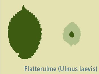 Blattprofil der Flatterulme (Foto: Schutzgemeinsacht Deutscher Wald) Blattprofil der Flatterulme (Foto: Schutzgemeinsacht Deutscher Wald)