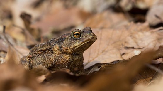 Erdkr&ouml;te (Foto: N. K&uuml;nkler)