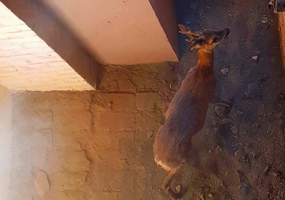 Bambi am Ostersonntag in N&ouml;ten (Foto: Silvio Dietzel)