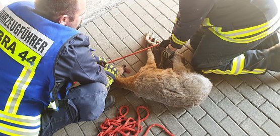 Bambi am Ostersonntag in N&ouml;ten (Foto: Silvio Dietzel)