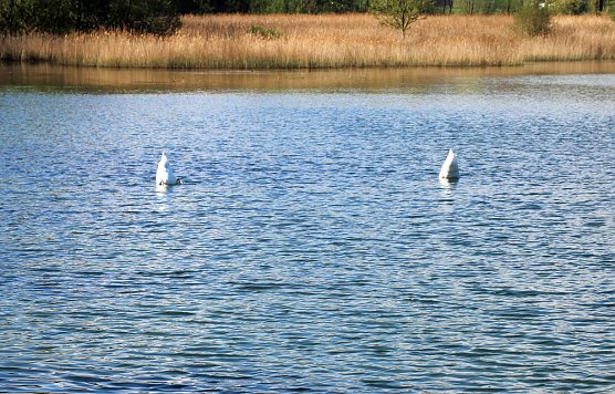 Anbaden am Bebraer Teich (Foto: Karl-Heinz Herrmann)
