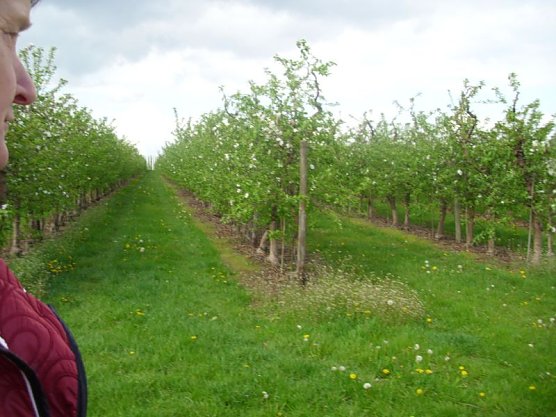 Apfelbl&uuml;tenfest in Gierst&auml;dt sehr gut besucht (Foto: Thomas Leipold)