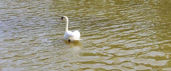 Schwanenpopulation stabil (Foto: Karl-Heinz Herrmann)