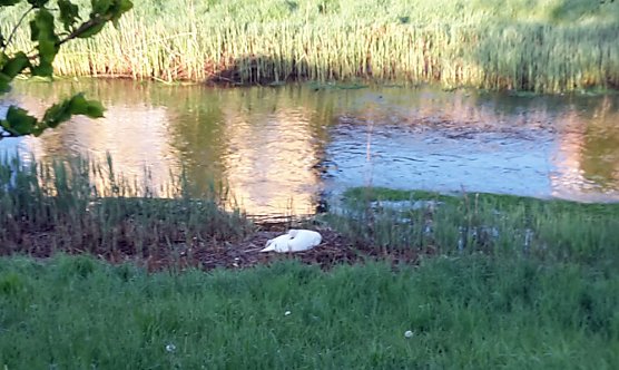 Schwanenpopulation stabil (Foto: Karl-Heinz Herrmann)