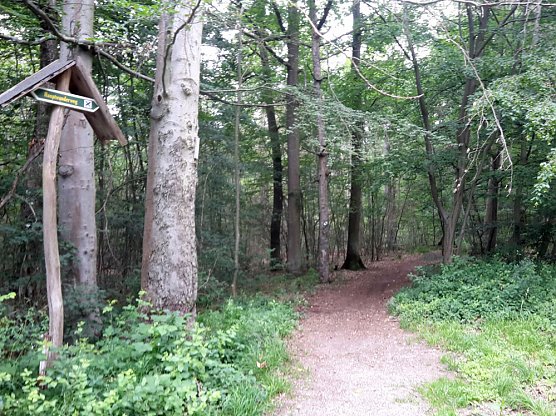 Ramelow: Th&uuml;ringer W&auml;lder in schwieriger Phase (Foto: Karl-Heinz Herrmann)