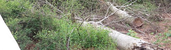 Wie weiter mit der Waldwildnis? (Foto: Karl-Heinz Herrmann)