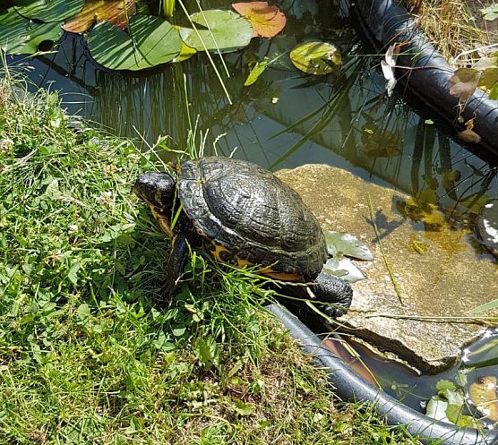 Wieder Schildkr&ouml;te gefunden (Foto: Stadt Sondershausen)
