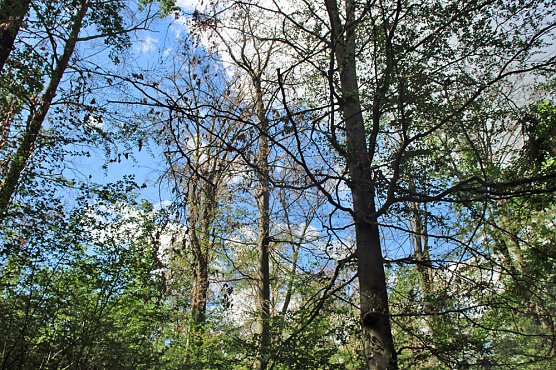 Sterben unsere Buchenw&auml;lder? (Foto: Karl-Heinz Herrmann)