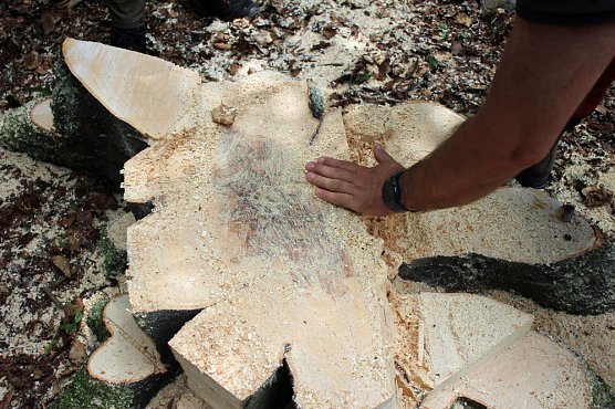 Sterben unsere Buchenw&auml;lder? (Foto: Karl-Heinz Herrmann)