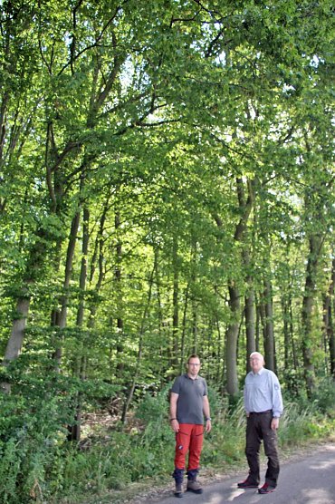 Sterben unsere Buchenw&auml;lder? (Foto: Karl-Heinz Herrmann)