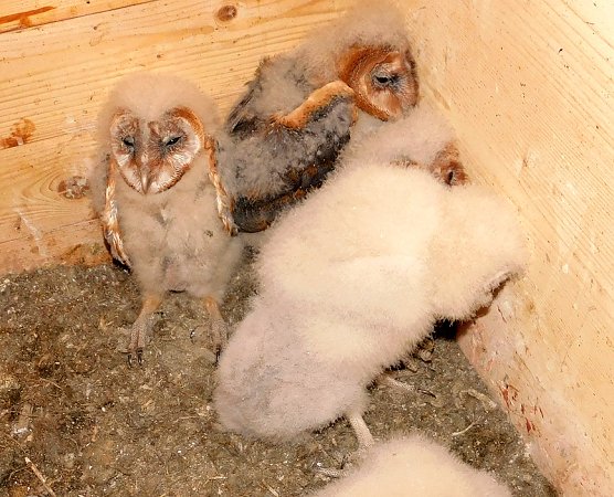 Kinderstube in der Unterkirche Bad Frankenhausen (Foto: Peter Zimmer)